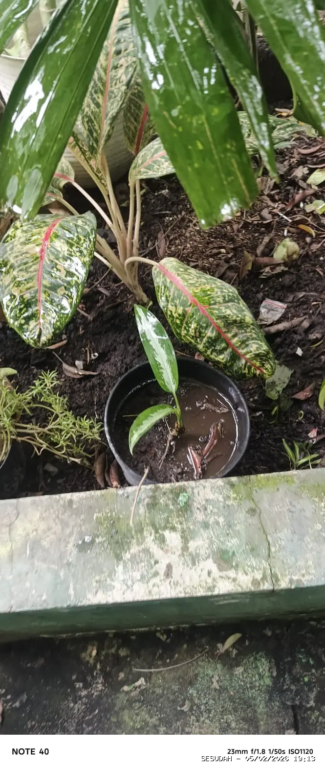 Hasil